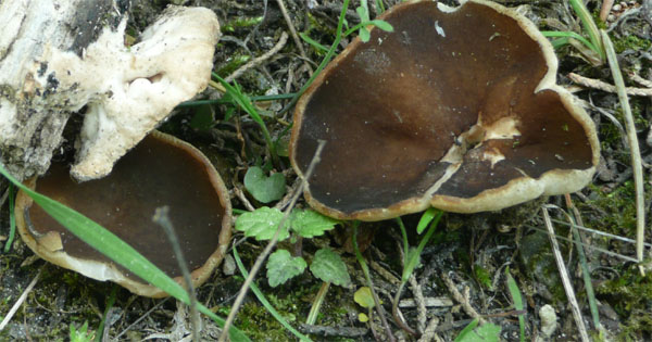 Helvella o Discina